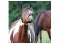 Bluegrass Horse Supply Coupon Codes May 2024