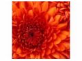 Brantflorist Coupon Codes July 2025