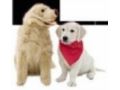 Discount Pet Meds Coupon Codes April 2024