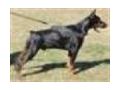 Doberman-dog-breed-store Coupon Codes April 2023