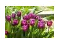 Ecotulips 50% Off Coupon Codes May 2024
