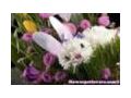 Flower Pet Lovers 10% Off Coupon Codes May 2024