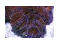 Frag Express Coupon Codes July 2025