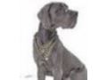 Great-dane-dog-breed-store 15% Off Coupon Codes May 2024