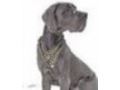 Great-dane-dog-breed-store Coupon Codes May 2024