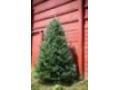 Greenvalleychristmastrees Coupon Codes May 2024