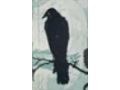 Ravenroost Books Coupon Codes July 2025