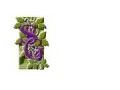 The Secret Garden Coupon Codes September 2023