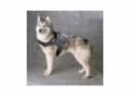 Siberian-husky-dog-breed-store Coupon Codes July 2025