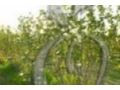 Super Berries Coupon Codes July 2025