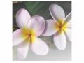 Sweet Organics And Naturals Coupon Codes March 2025
