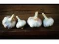 The Garlic Store Coupon Codes July 2025