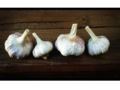 The Garlic Store 10% Off Coupon Codes May 2024